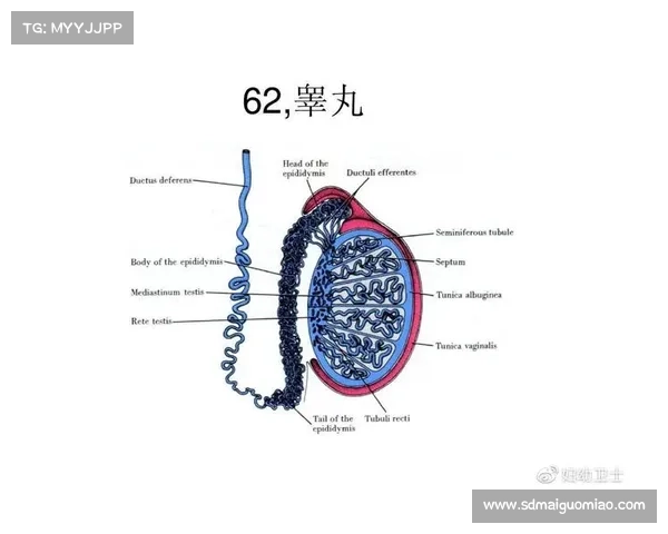 东超的含义与背景解读全面指南助你深入了解这一概念的起源与发展 东超的含义与背景解读全面指南助你深入了解这一概念的起源与发展
